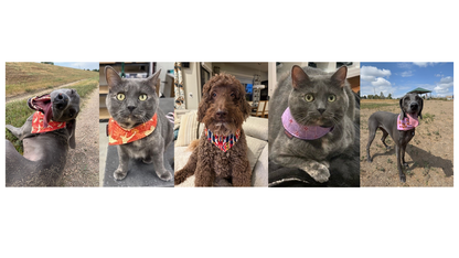 Mad Drool Companion™ Animal Bandanas