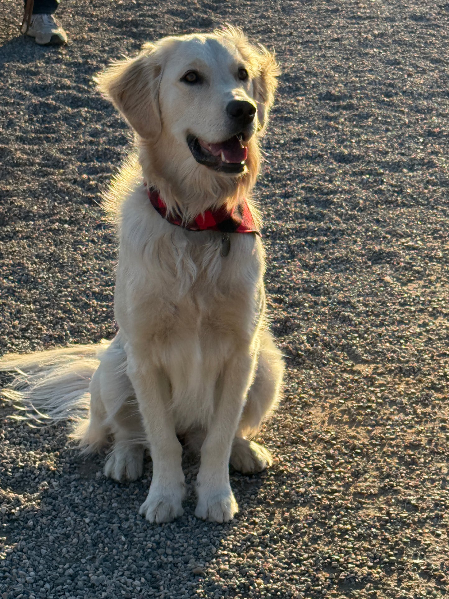 Mad Drool Companion™ Holiday 2025 Animal Bandanas