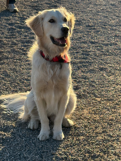 Mad Drool Companion™ Holiday 2025 Animal Bandanas