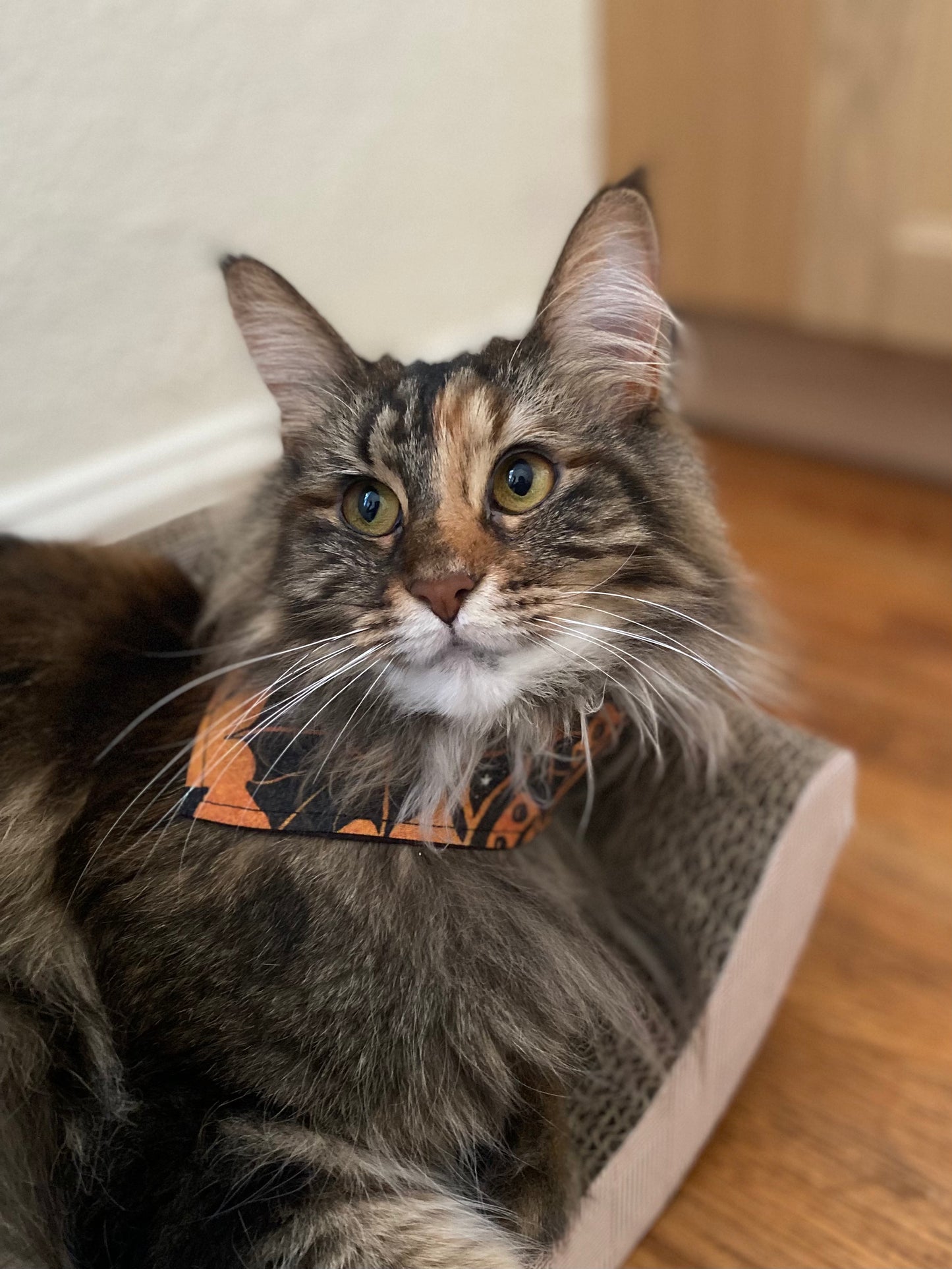 Mad Drool Companion™ Animal Bandanas