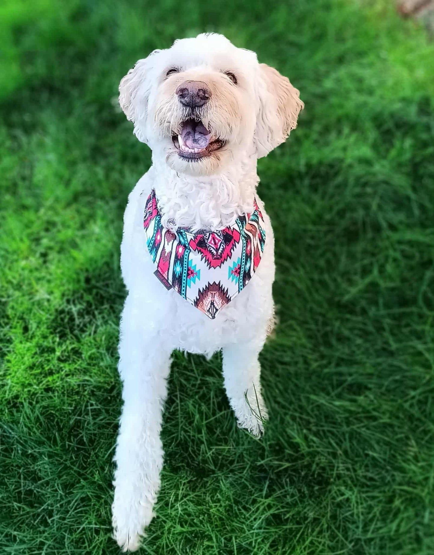 Mad Drool Companion™ Animal Bandanas